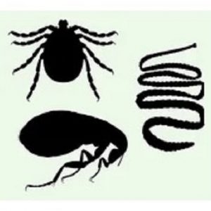 Antiparasitarios